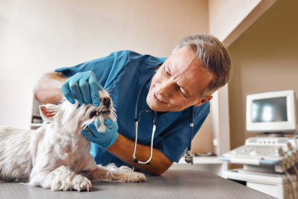 Best 24-Hour Emergency Dental Care in Banks Springs, LA